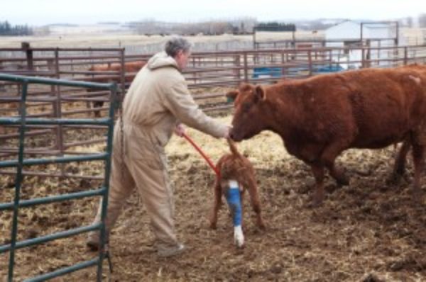 Livestock Handling