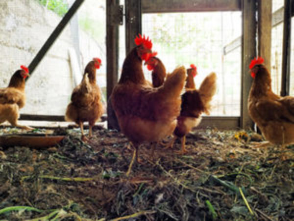 Backyard Animal Housing Safety