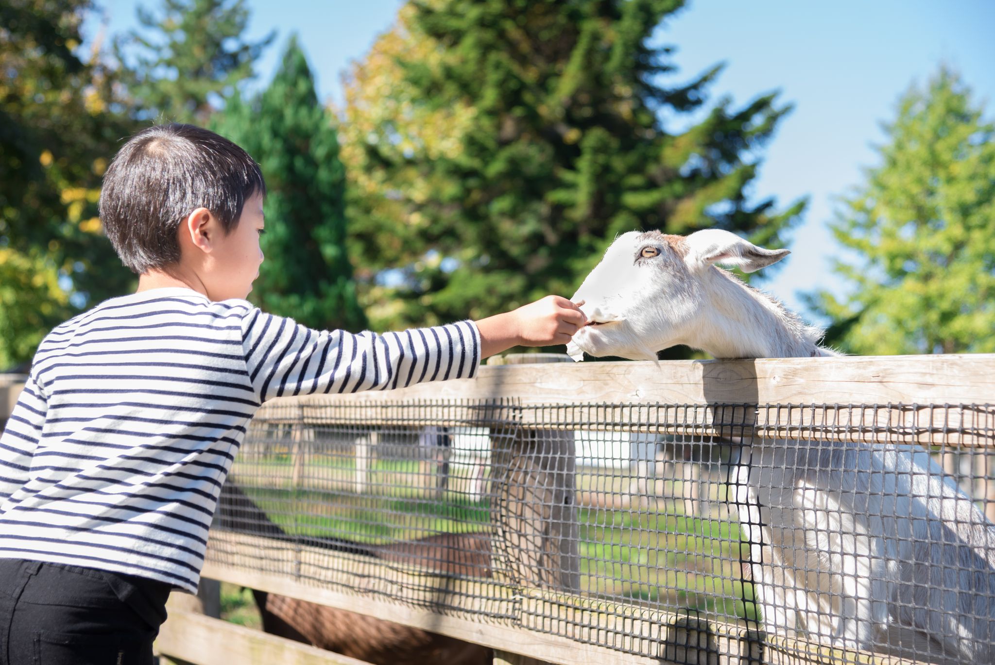 Farm Livestock and Equipment Safety
